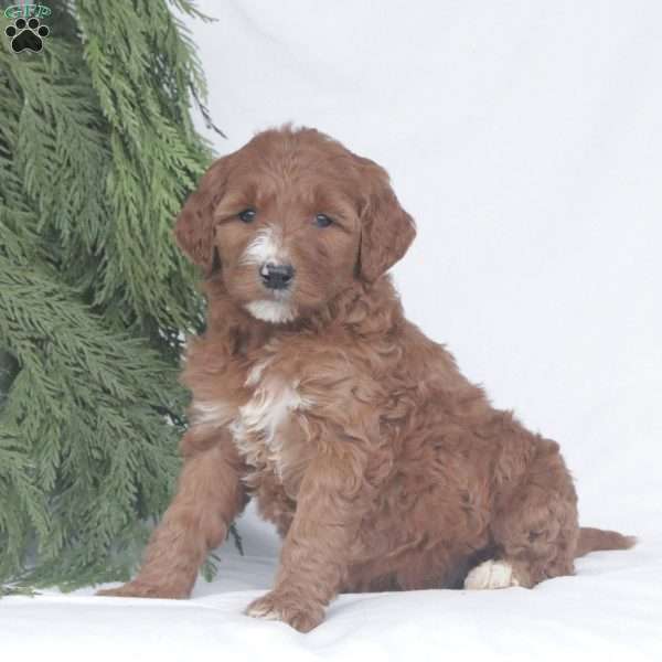 Ember F1B, Goldendoodle Puppy
